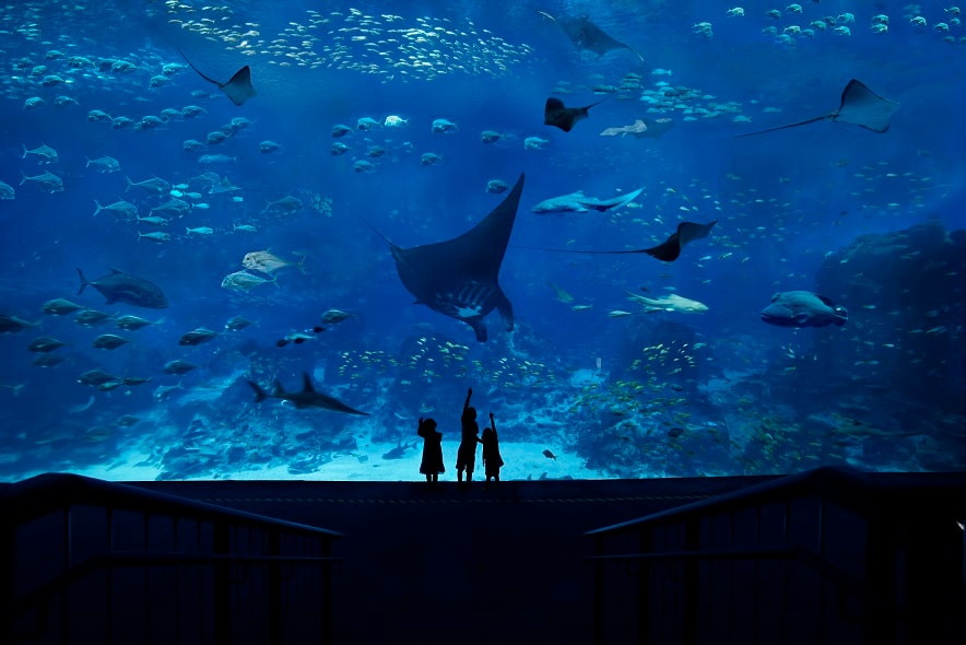 S.E.A. Aquarium™