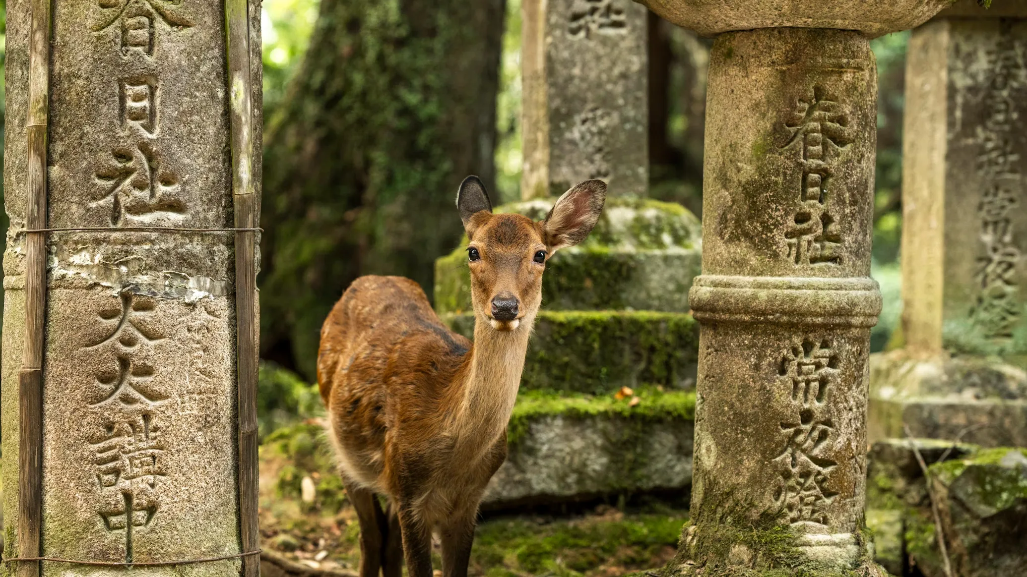 Private Custom Tour To Nara From Osaka By Car With Guide